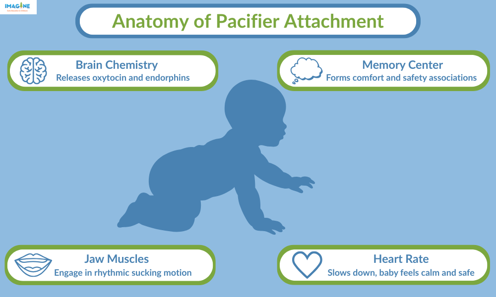 infographic with the sillohuete of a baby with effects a pacifier has on a baby